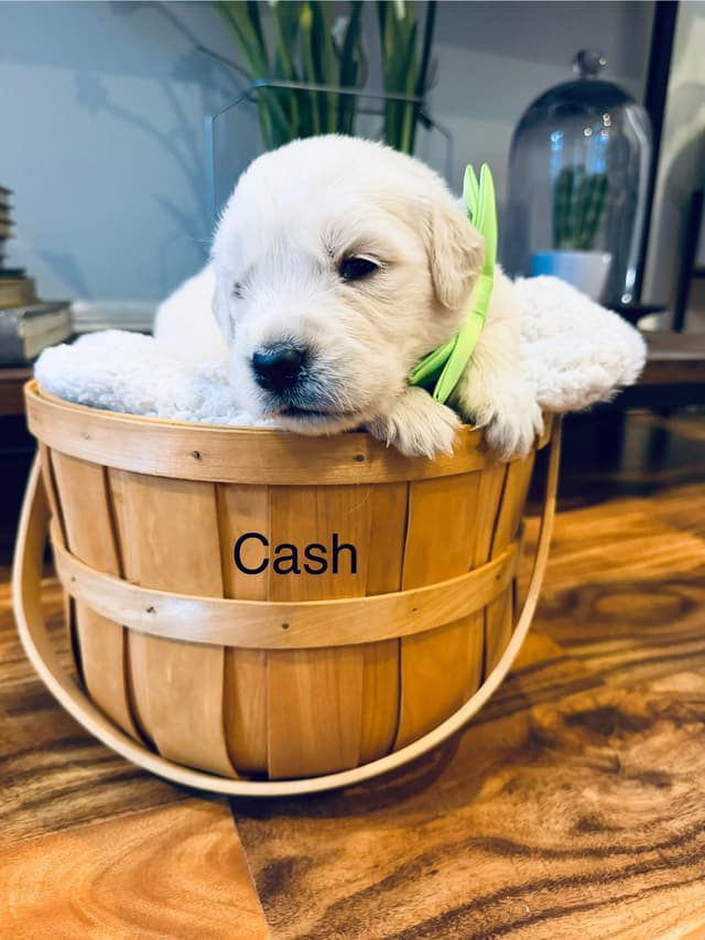 English cream Golden Retriever Puppies media 13