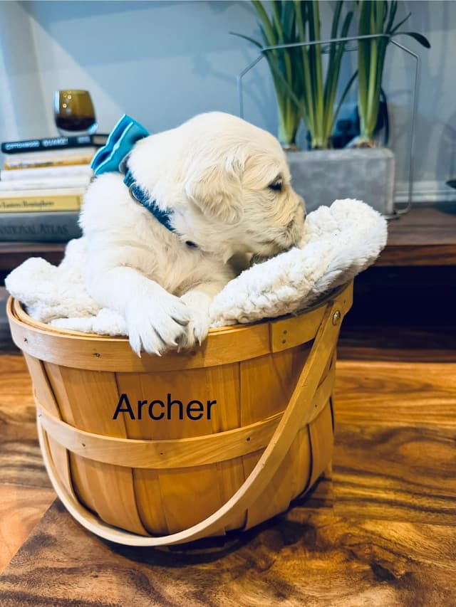 English cream Golden Retriever Puppies media 14