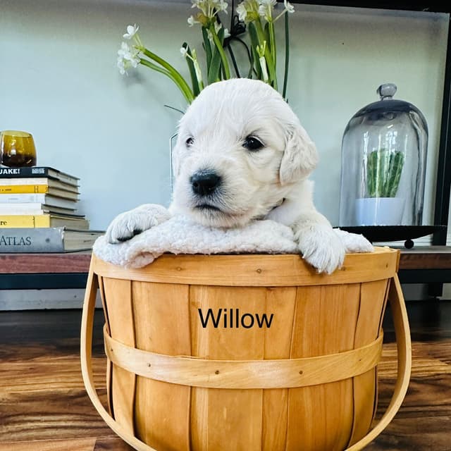 English cream Golden Retriever Puppies media 15