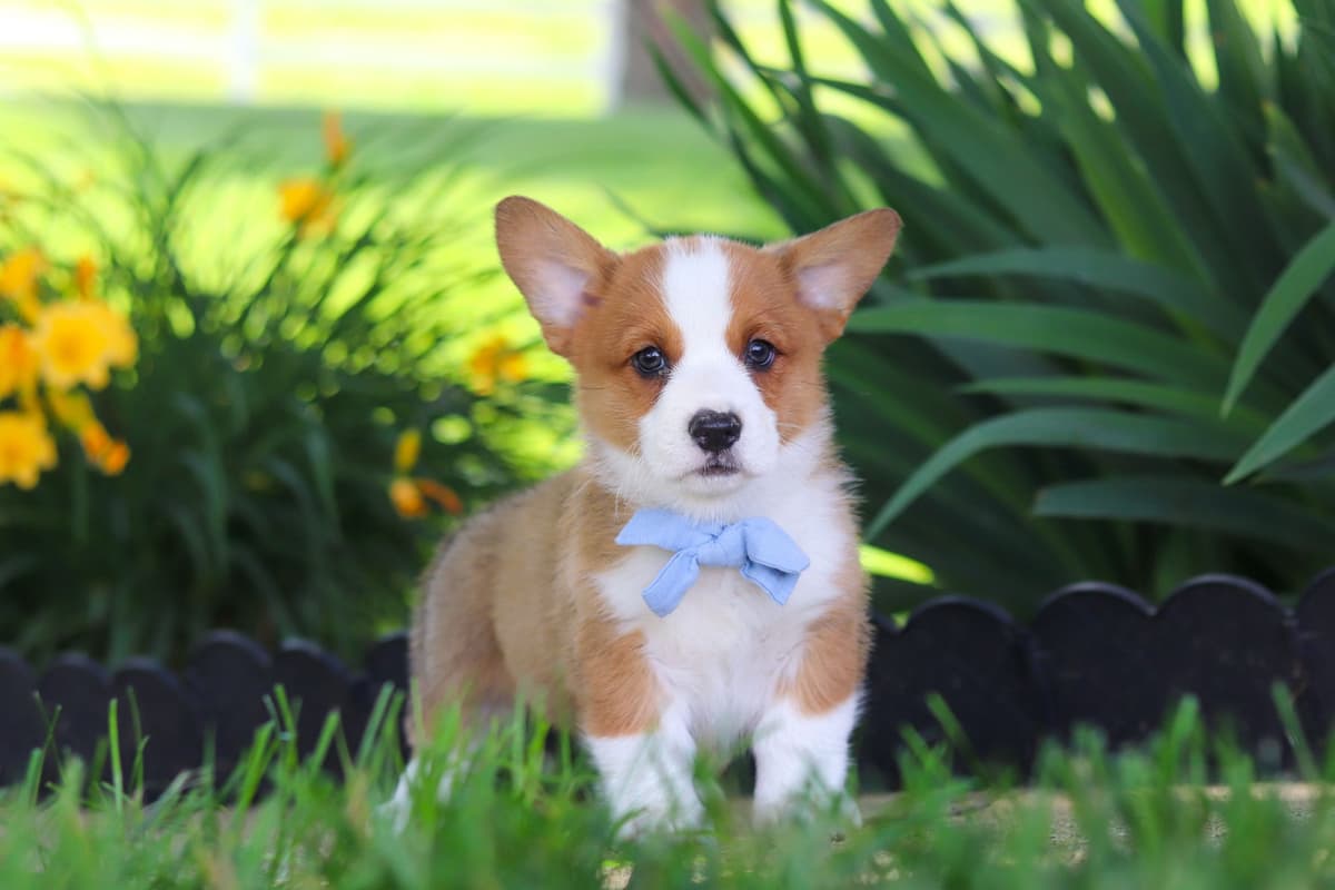 Pembroke Welsh Corgi Puppies breeder image 2