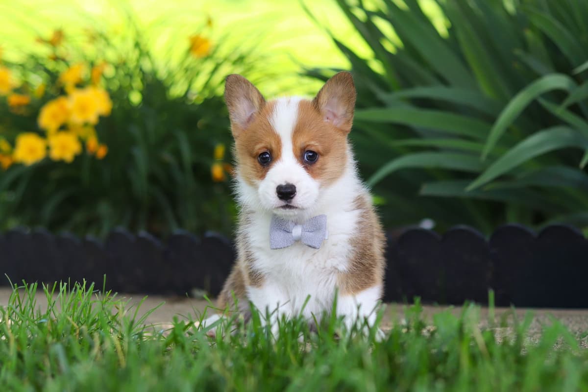 Pembroke Welsh Corgi Puppies breeder image 1