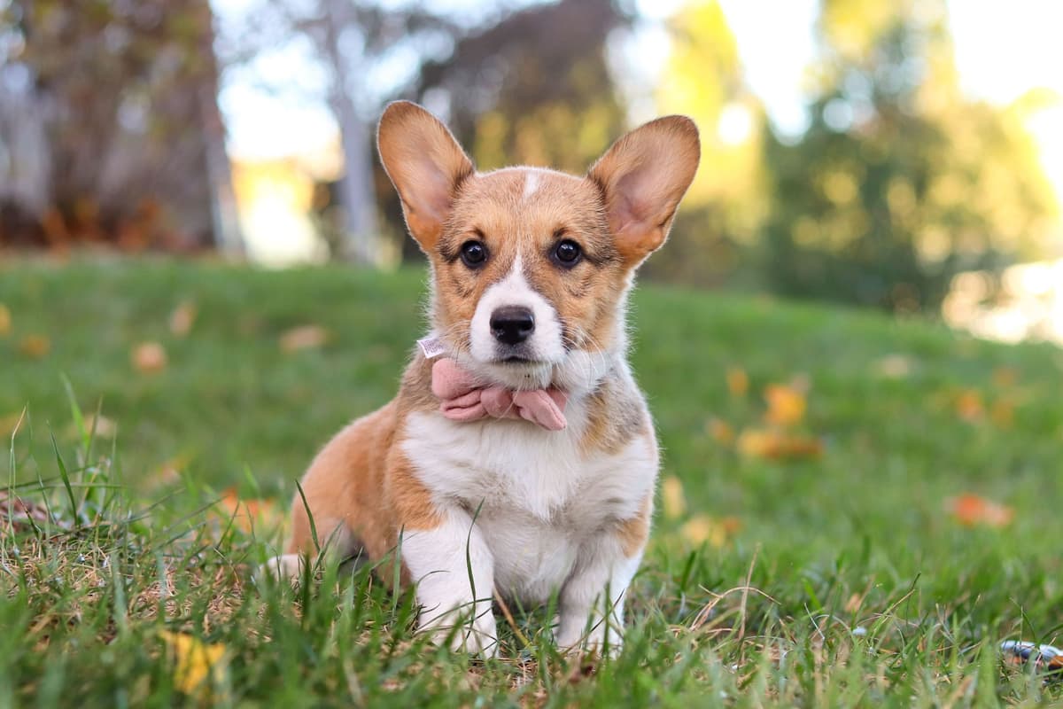 Pembroke Welsh Corgi Puppies breeder image 3