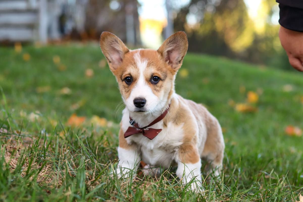 Pembroke Welsh Corgi Puppies breeder image 4