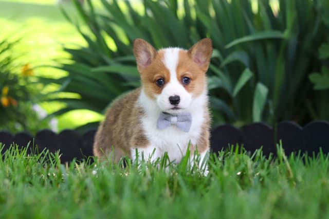 Pembroke Welsh Corgi Puppies media 3