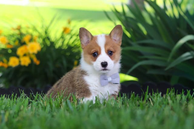 Pembroke Welsh Corgi Puppies media 5