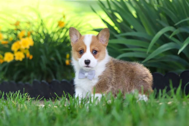 Pembroke Welsh Corgi Puppies media 2