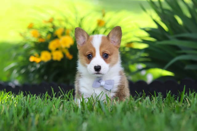 Pembroke Welsh Corgi Puppies media 4