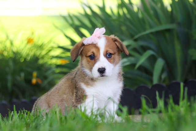 Pembroke Welsh Corgi Puppies media 10