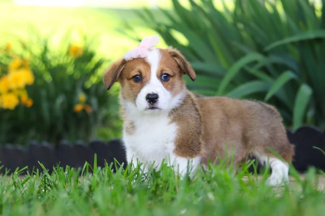 Pembroke Welsh Corgi Puppies media 8