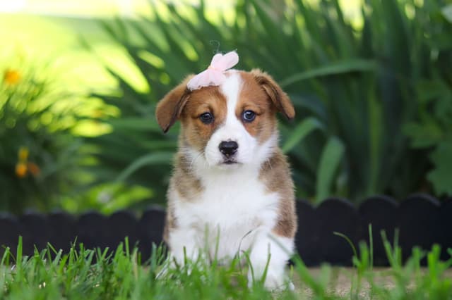 Pembroke Welsh Corgi Puppies media 11