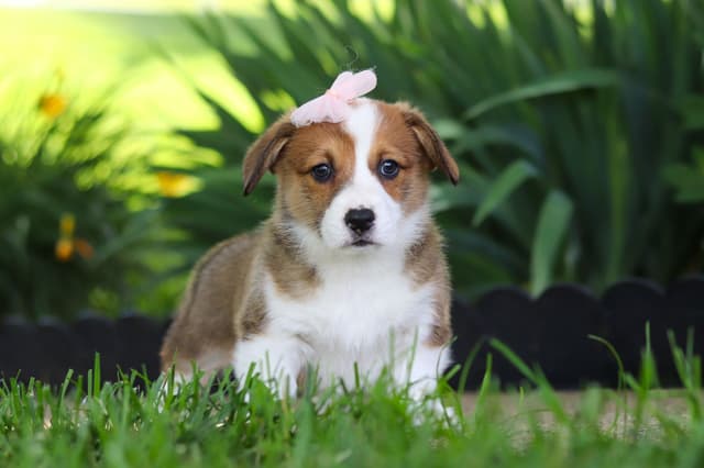 Pembroke Welsh Corgi Puppies media 9
