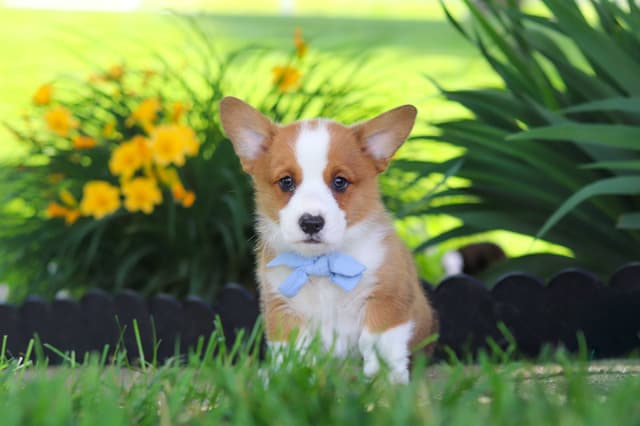 Pembroke Welsh Corgi Puppies media 13