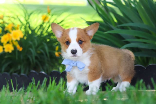 Pembroke Welsh Corgi Puppies media 15