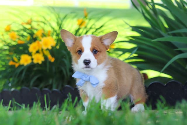 Pembroke Welsh Corgi Puppies media 18