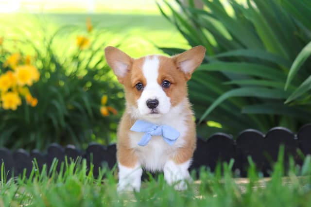 Pembroke Welsh Corgi Puppies media 16