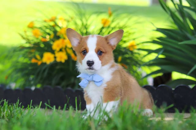 Pembroke Welsh Corgi Puppies media 17