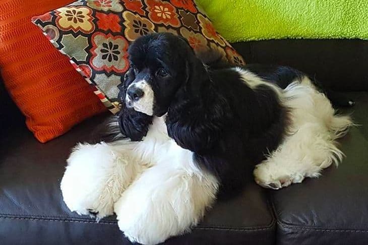 Cocker Spaniel Puppies breeder image 4