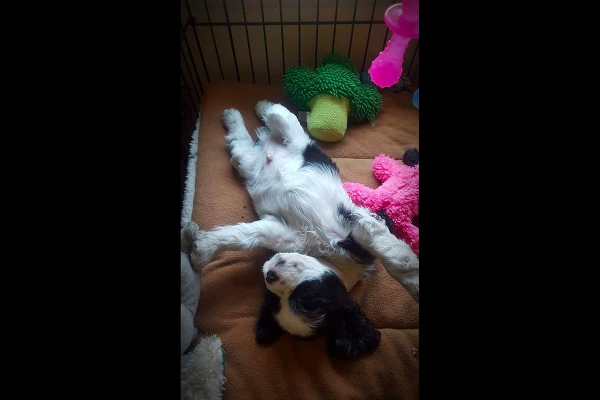 Cocker Spaniel Puppies breeder image 2