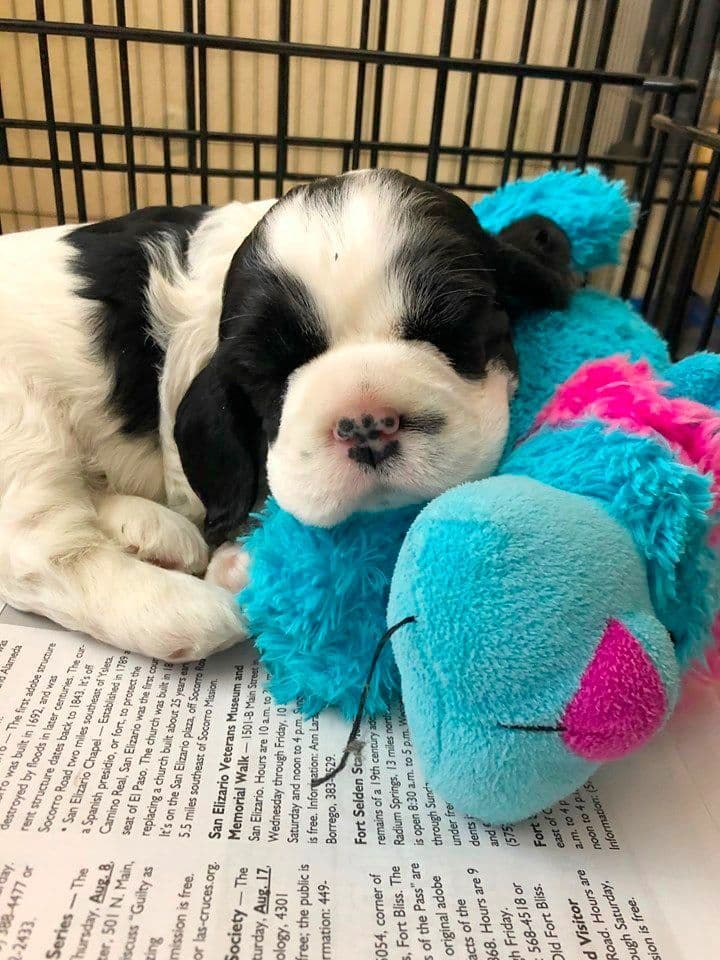 Cocker Spaniel Puppies breeder image 6