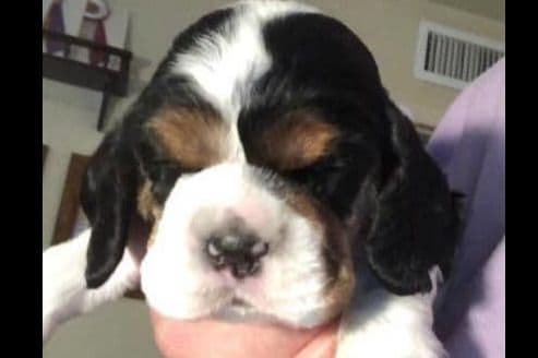 Cocker Spaniel Puppies breeder image 7