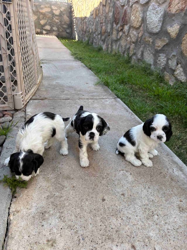 Cocker Spaniel Puppies media 5