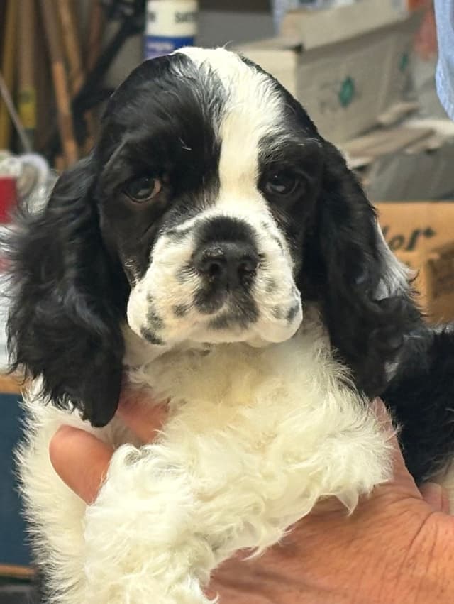 Cocker Spaniel Puppies media 6