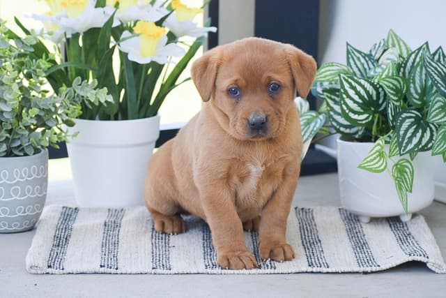 FOX RED🦊 LAB PUPPIES🧡🐾 CALL 484-815-9053 media 7
