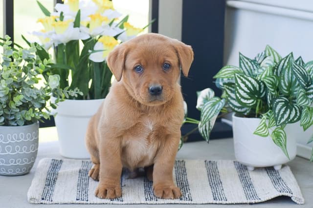 FOX RED🦊 LAB PUPPIES🧡🐾 CALL 484-815-9053 media 9