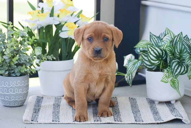 FOX RED🦊 LAB PUPPIES🧡🐾 CALL 484-815-9053 media 5