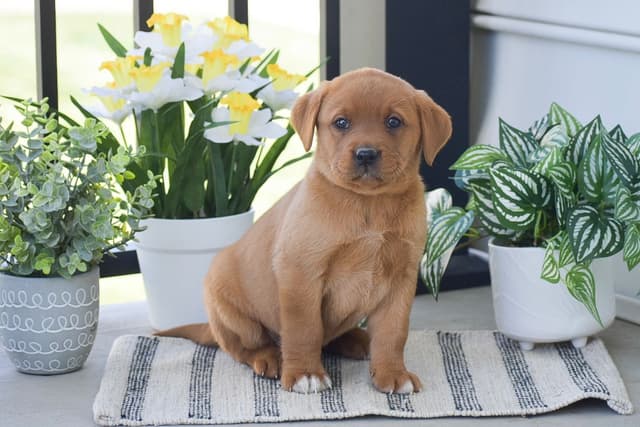 FOX RED🦊 LAB PUPPIES🧡🐾 CALL 484-815-9053 media 6