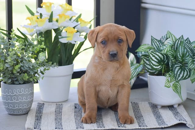 FOX RED🦊 LAB PUPPIES🧡🐾 CALL 484-815-9053 media 10