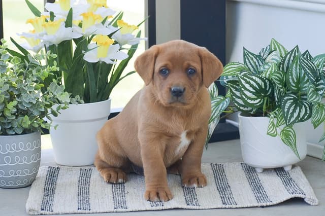 FOX RED🦊 LAB PUPPIES🧡🐾 CALL 484-815-9053 media 2