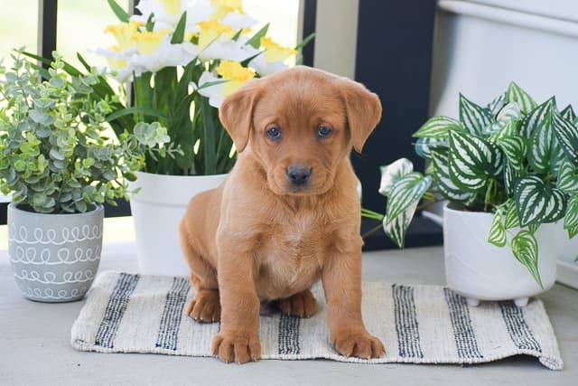 FOX RED🦊 LAB PUPPIES🧡🐾 CALL 484-815-9053 media 8