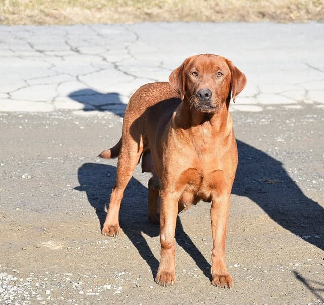 FOX RED🦊 LAB PUPPIES🧡🐾 CALL 484-815-9053 media 3