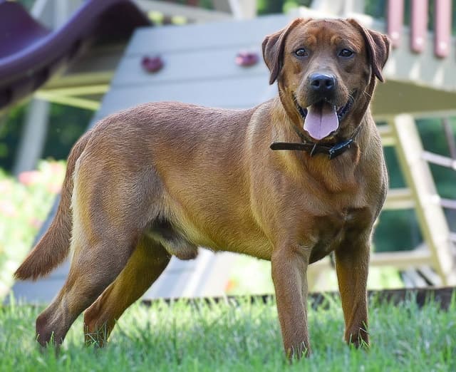 FOX RED🦊 LAB PUPPIES🧡🐾 CALL 484-815-9053 media 4