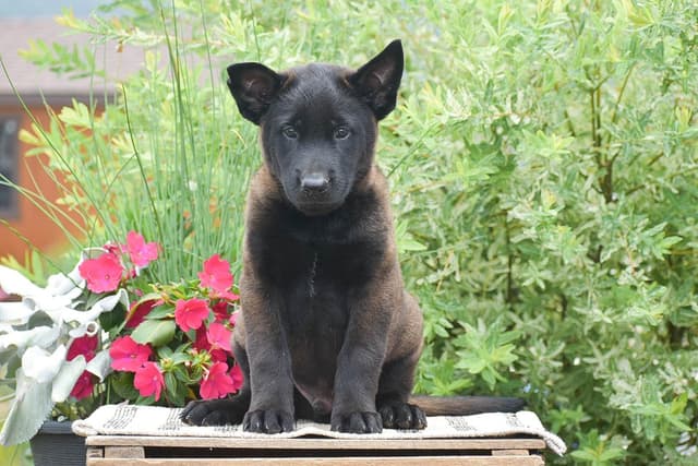 Belgian Malinois Puppies ❤️ AVAILABLE 📞CALL 717-205-8862 media 5