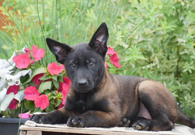 Belgian Malinois Puppies ❤️ AVAILABLE 📞CALL 717-205-8862 media 2