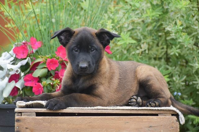 Belgian Malinois Puppies ❤️ AVAILABLE 📞CALL 717-205-8862 media 6