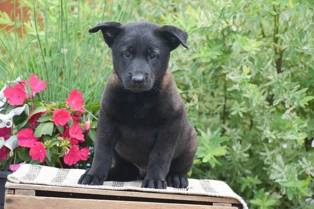 Belgian Malinois Puppies ❤️ AVAILABLE 📞CALL 717-205-8862 media 8