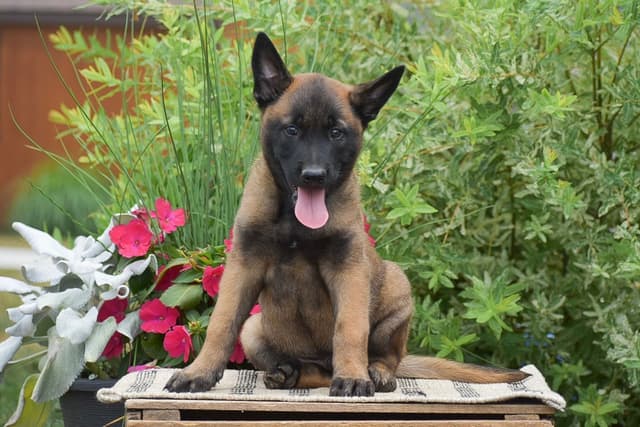 Belgian Malinois Puppies ❤️ AVAILABLE 📞CALL 717-205-8862 media 4