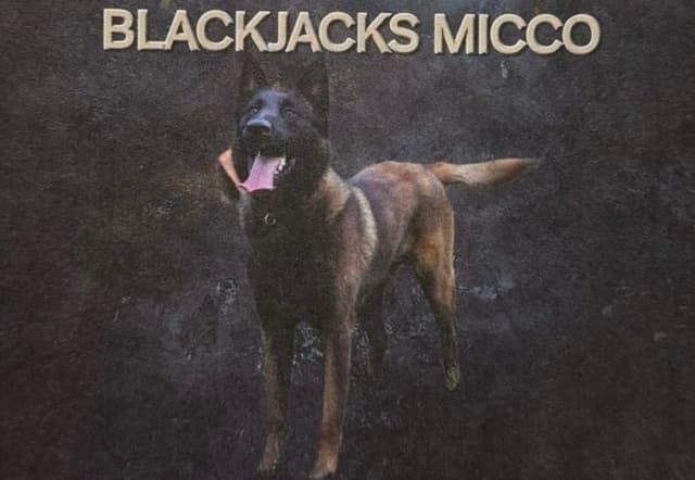 Belgian Malinois Puppies ❤️ AVAILABLE 📞CALL 717-205-8862 media 10