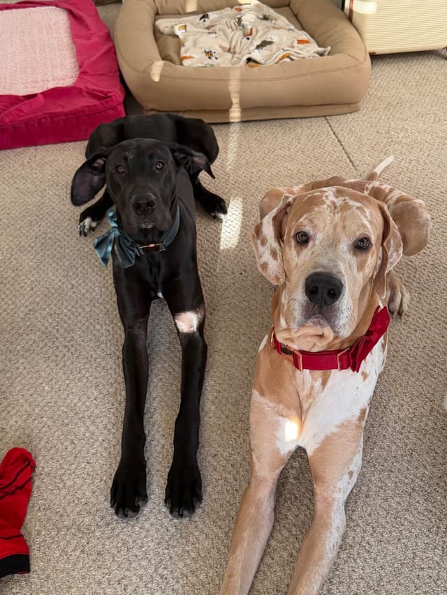 Great Dane Puppies media 4
