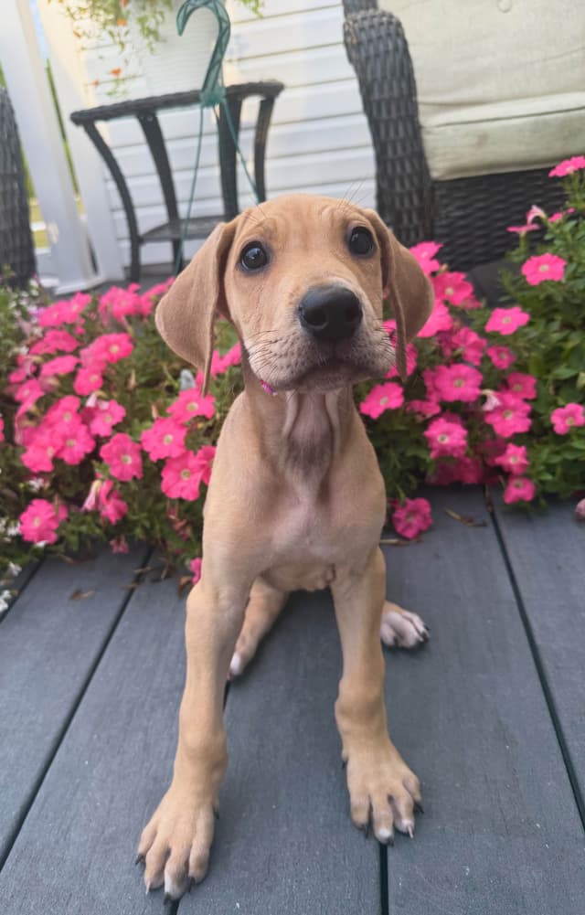 Great Dane Puppies media 2