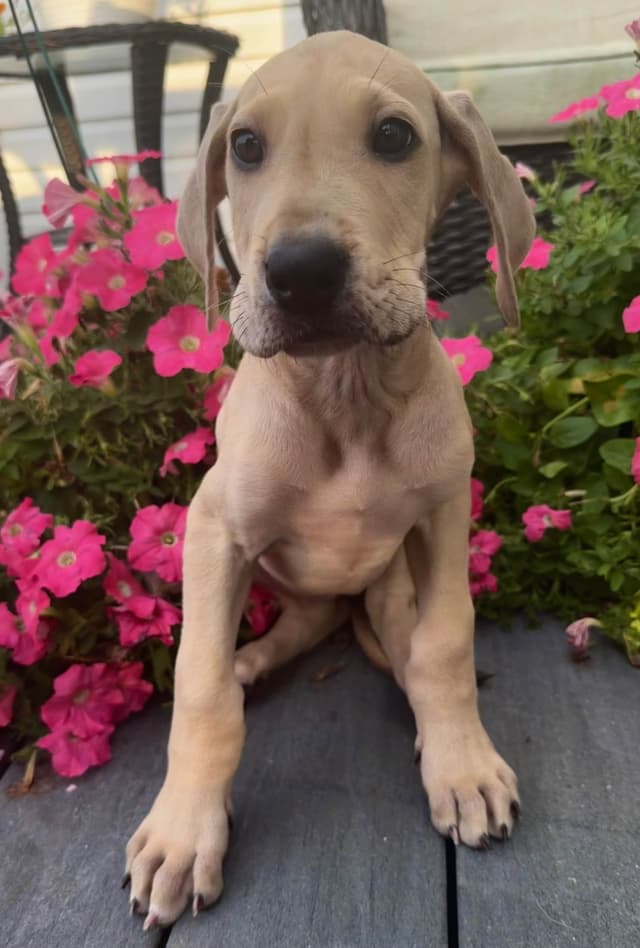 Great Dane Puppies media 3