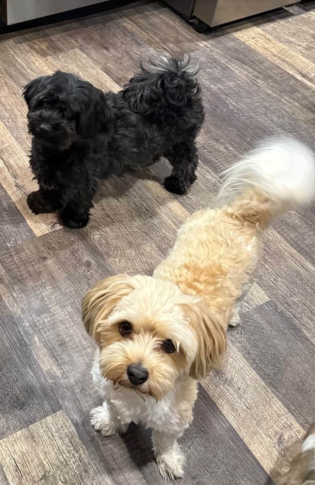 Havanese Puppies media 2