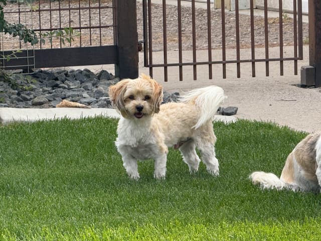 Havanese Puppies media 3