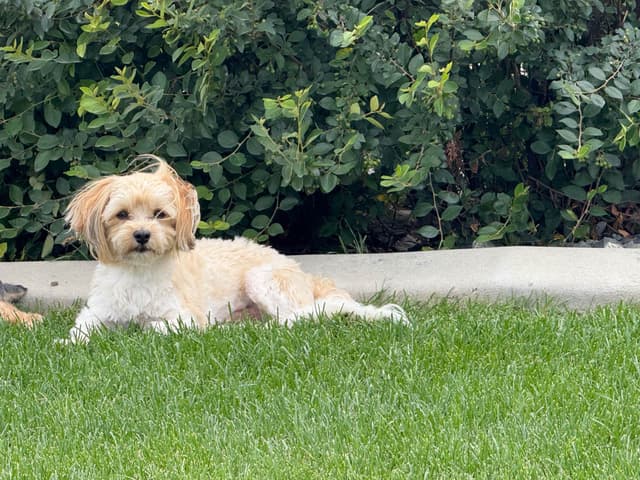 Havanese Puppies media 4
