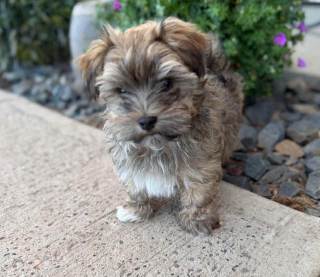 Havanese Puppies media 5