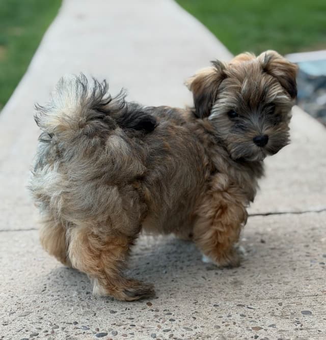 Havanese Puppies media 6