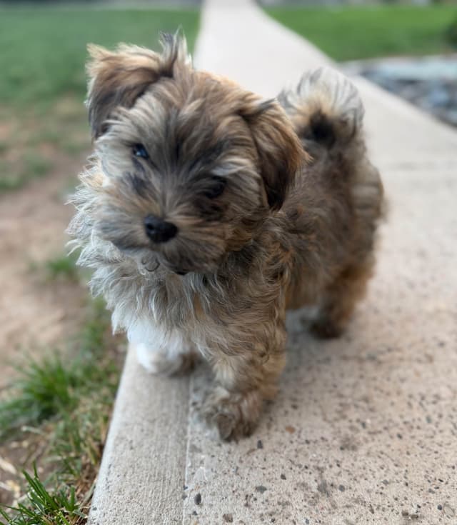 Havanese Puppies media 7